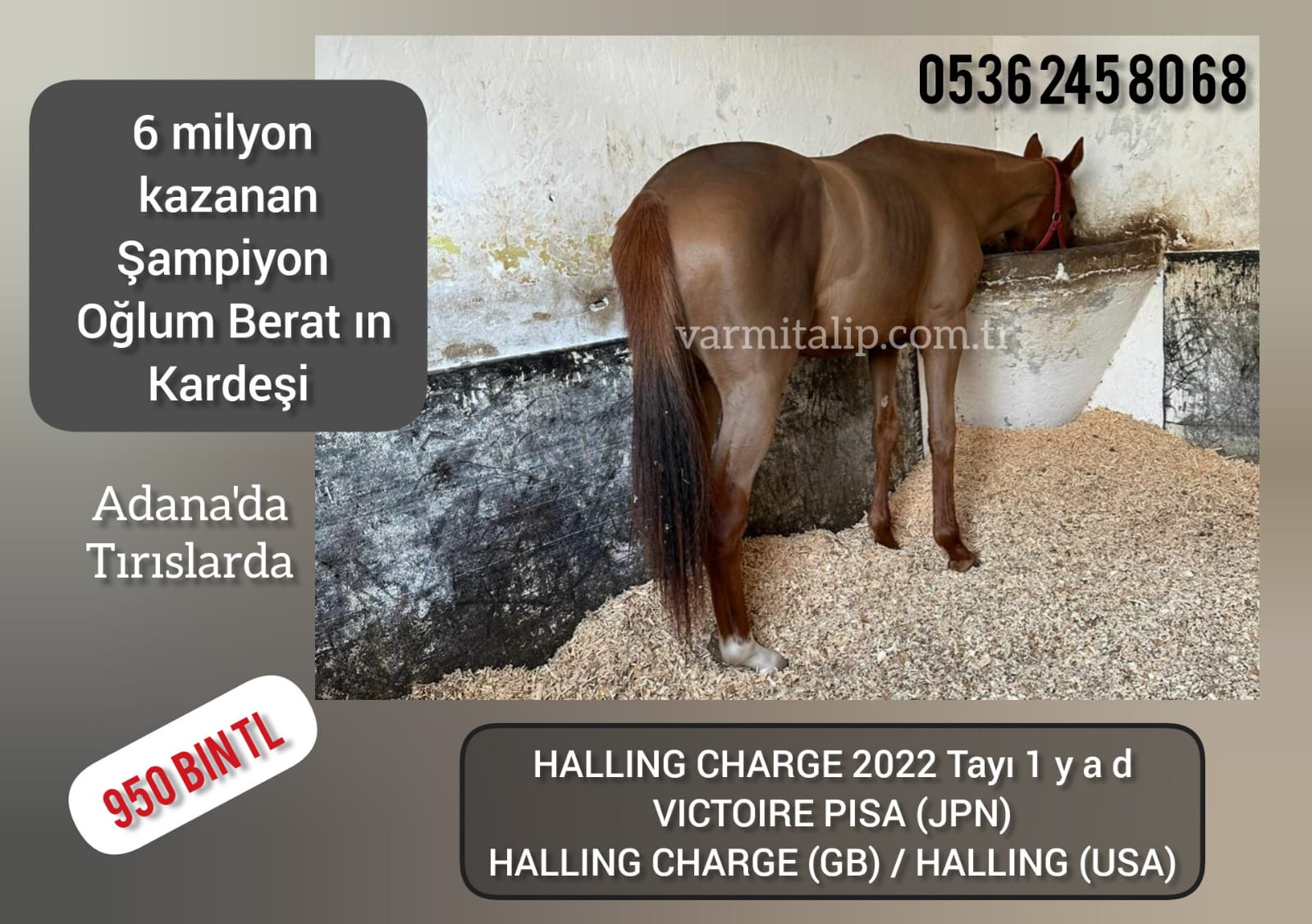 1,5 lu (HALLING CHARGE-VICTOIRE PISA 2022) TAYI ADANA'DA TIRISLARDA  ŞAMPİYON OĞLUM BERAT'IN KARDEŞİ
